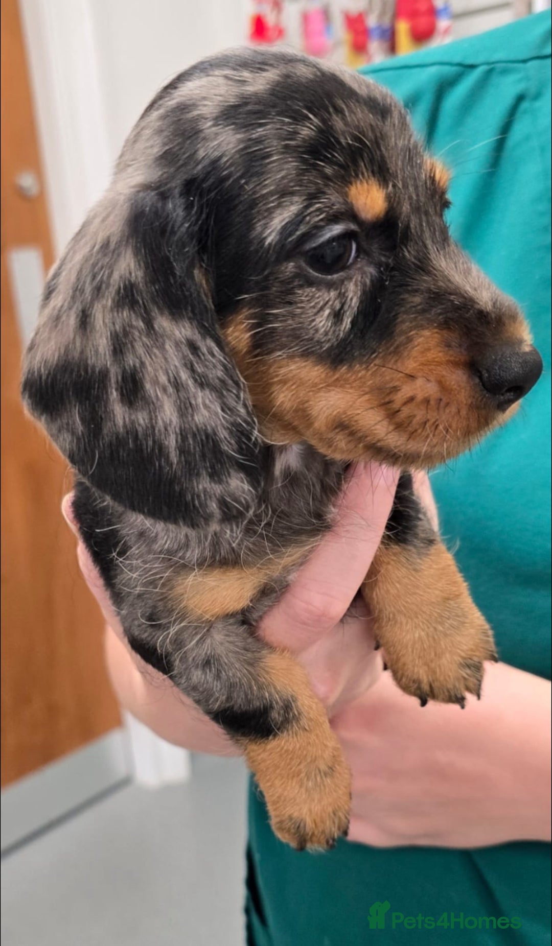 Miniature Dachshund dogs for sale: ✨BEAUTIFUL SILVER DAPPLE BOY✨ in Ripon - Image 4