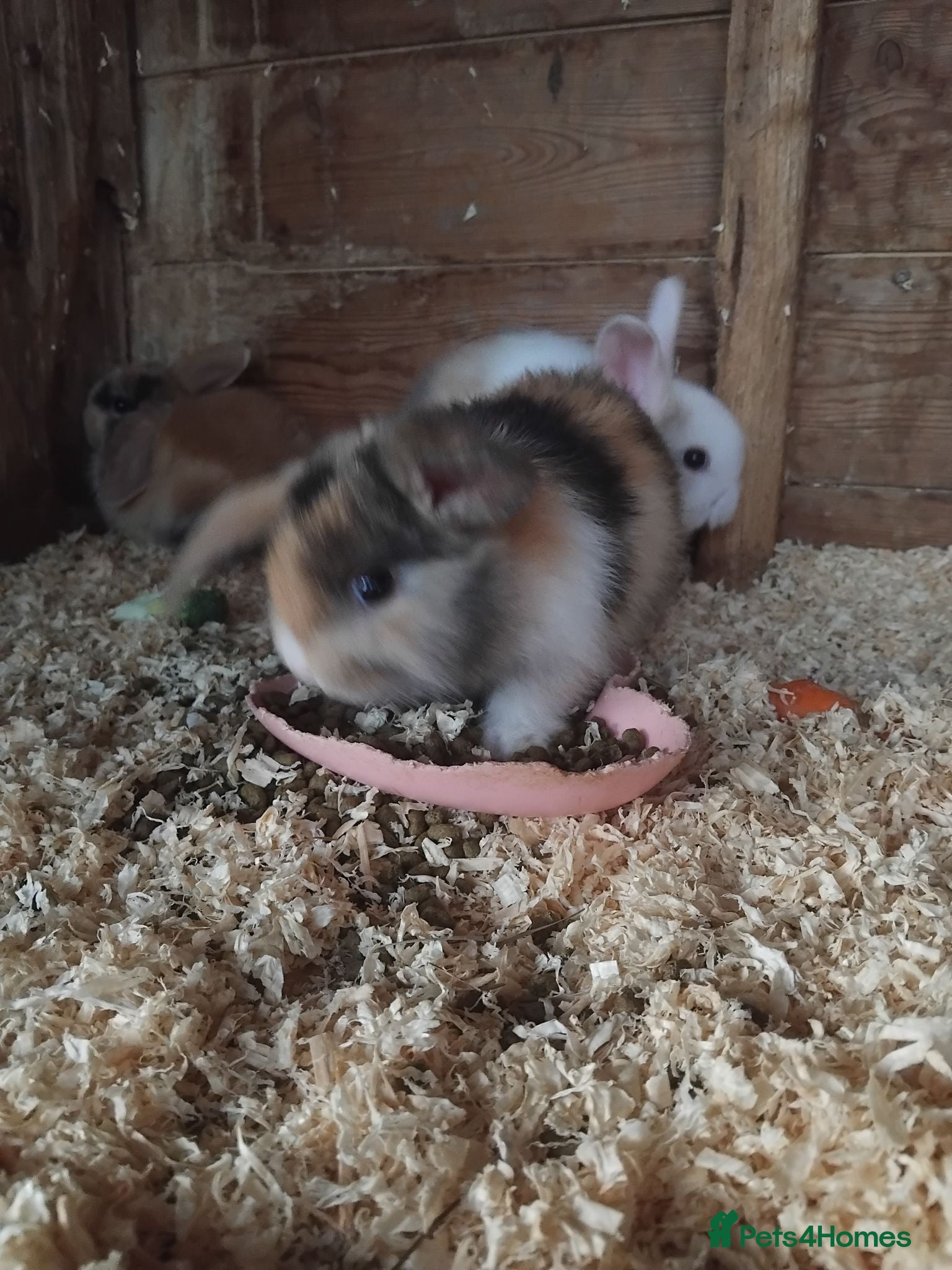 Mini Lop rabbits Baby lops - Advert 11