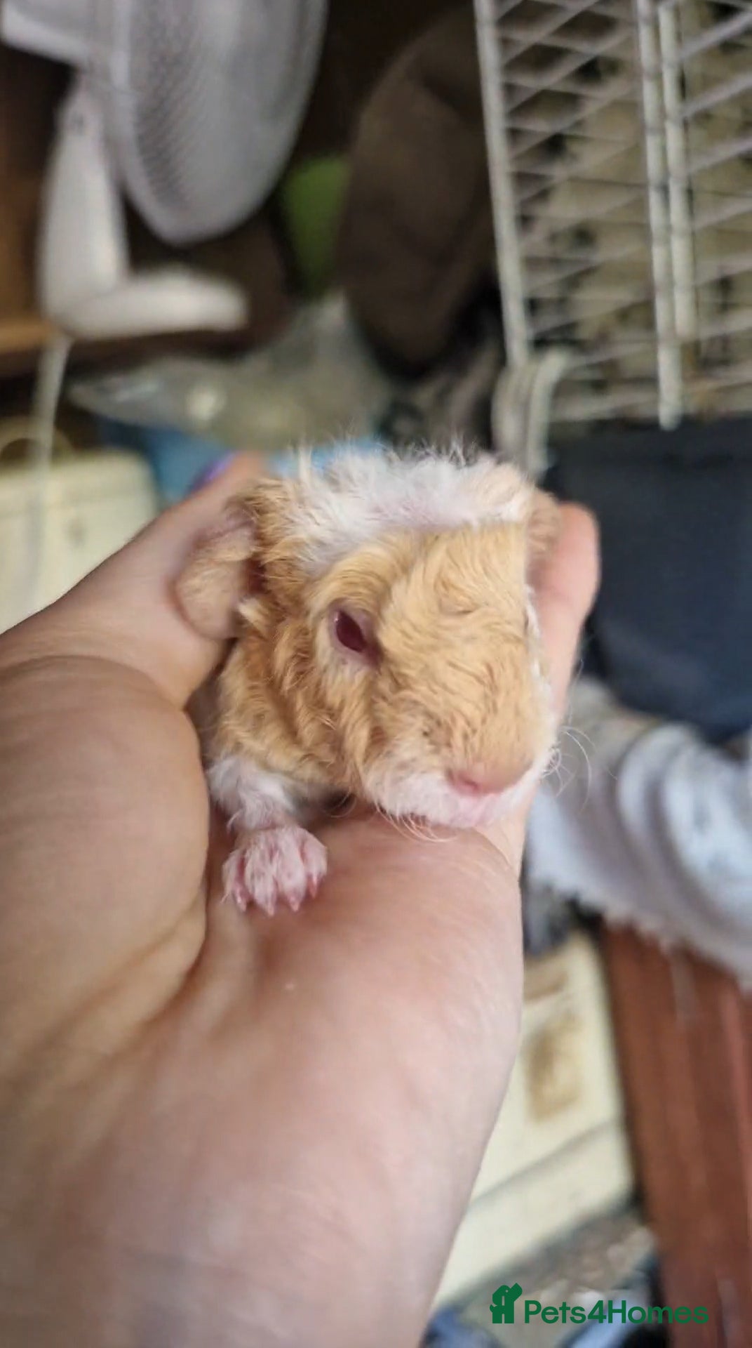 Guinea Pig rodents for sale: Two bond boys ready to go 30thjune 26 - Advert 10