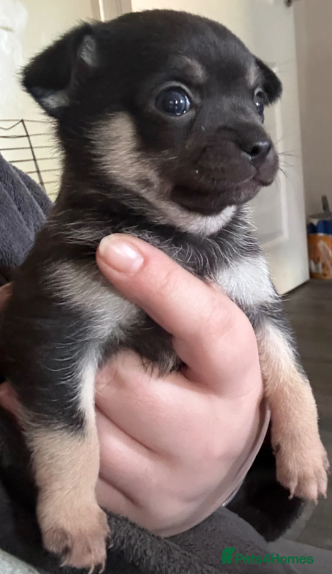 Chihuahua dogs for sale: Male and female chihuahua puppies - Advert 1