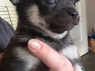 Chihuahua dogs Male and female chihuahua puppies - Advert 1