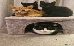 Mixed Breed cats for sale: 2 x male kittens - Image 4