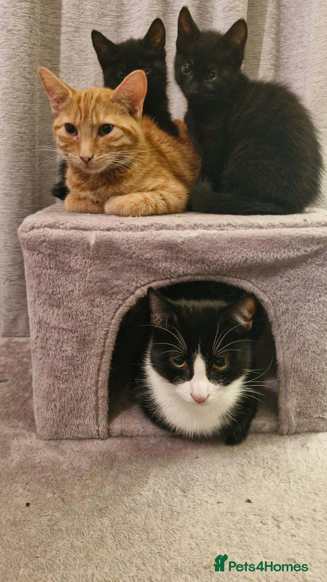 Mixed Breed cats for sale: 2 x male kittens - Image 4