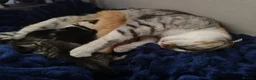 Mixed Breed cats for sale: 4 beautiful kittens  - Advert 5