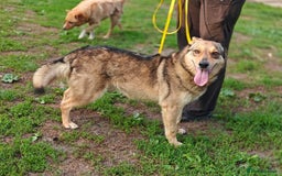 Mixed Breed dogs for adoption: 💙🐶 SIRKO 🐶💙 - Image 19
