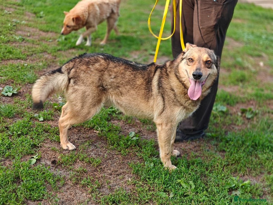 Mixed Breed dogs for adoption: 💙🐶 SIRKO 🐶💙 - Image 19