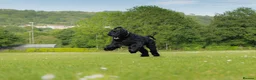 Giant Schnauzer dogs for stud: Stud dog - Giant Shnauzer  - Advert 2