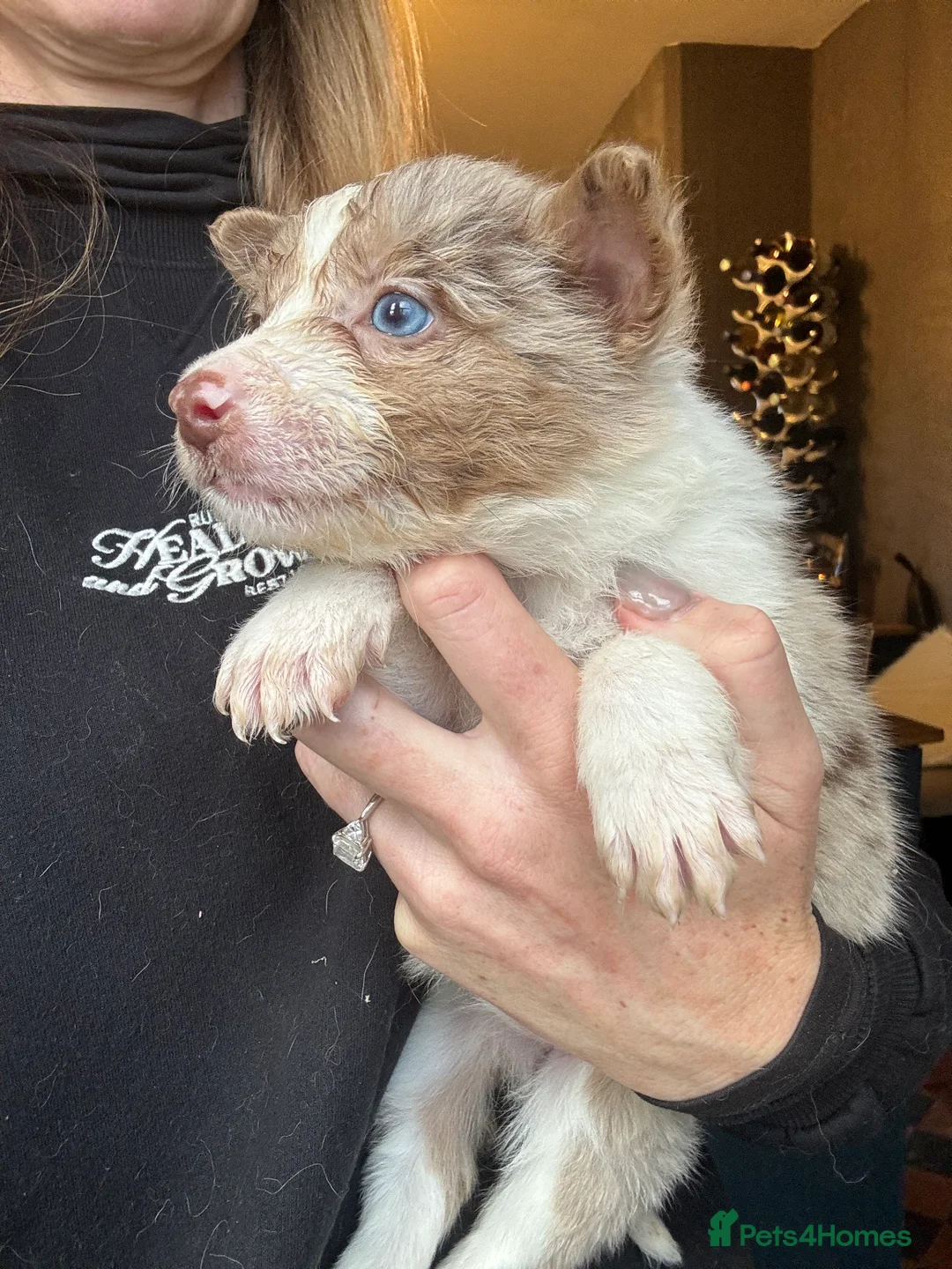 Border Collie dogs for sale: Pure Bred Border Collie Puppies For Sale - Advert 21