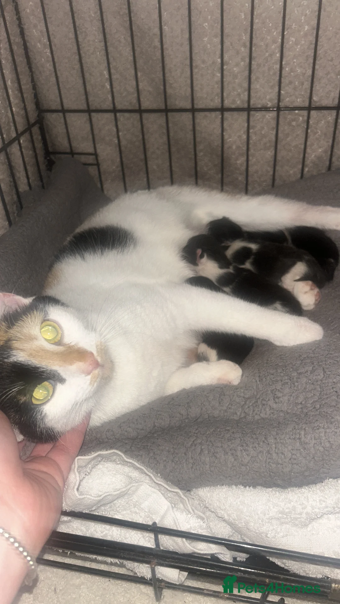 Mixed Breed cats for sale: 6 kittens looking for homes - Advert 2