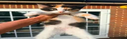 British Shorthair cats for sale: Stunning British Shorthair Kittens Ready Now! - Advert 14