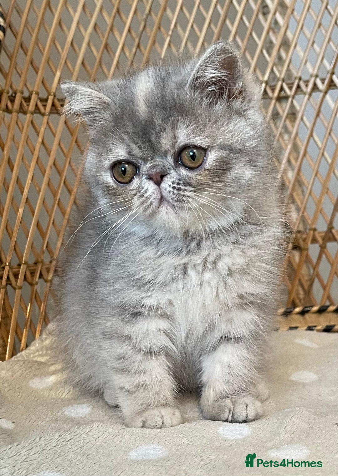 Exotic cats for sale: ❤️Stunning Exotic Shorthair & Longhair Kittens❤️  - Image 23