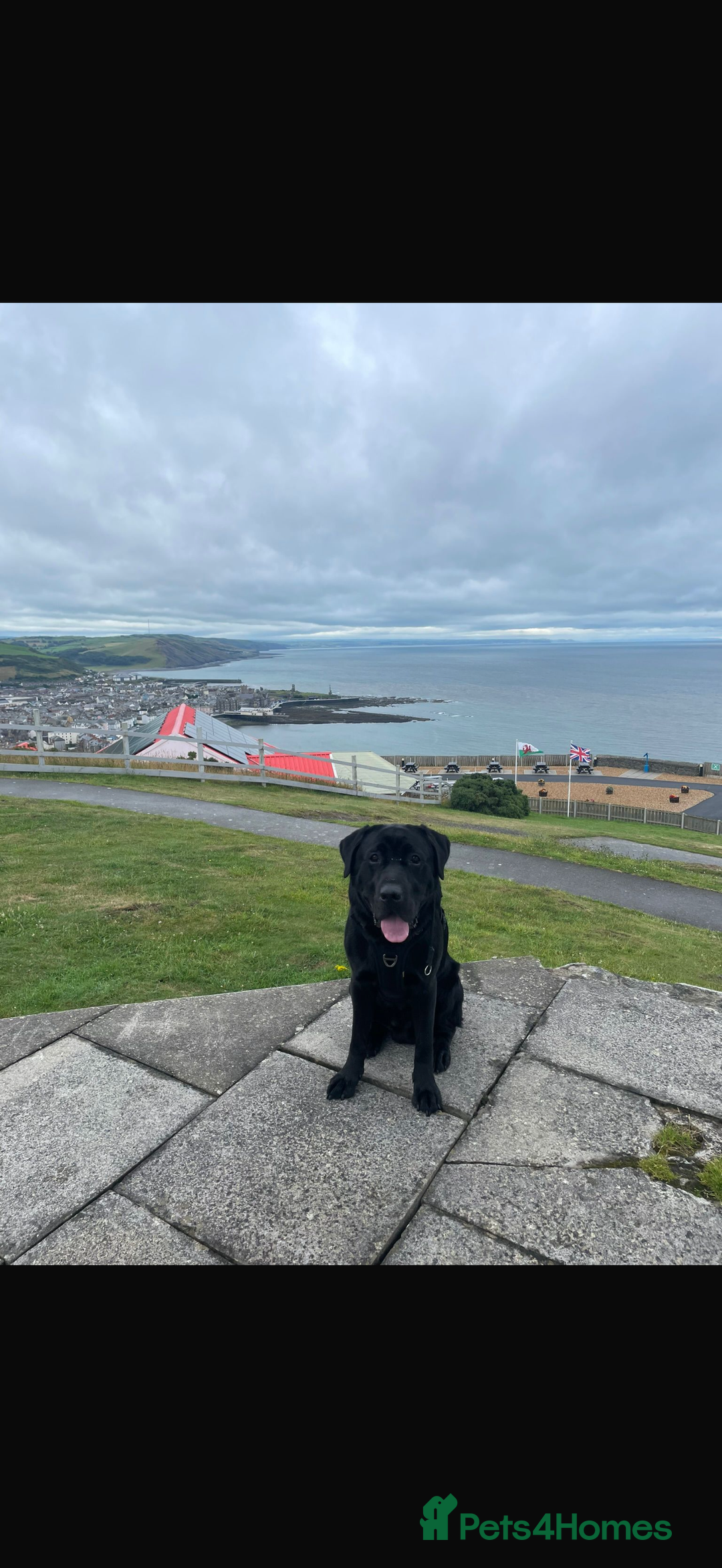 Labrador Retriever dogs for stud: Kenzduo Blackout (Tyson) - Advert 7