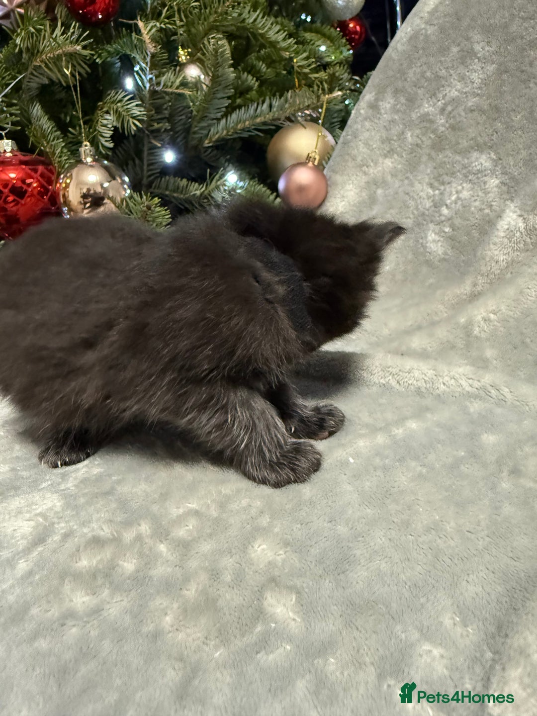 Maine Coon cats for sale: 5 adorable maine coon kittens - Advert 9