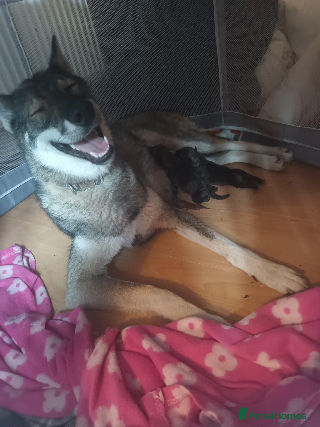 Shepsky dogs for sale: 4 gorgeous puppies - Image 5