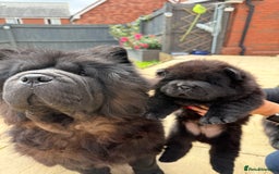 Chow Chow dogs for sale: 🐾Chow Chow Boy Pup – KC Registered Dad Bloodline - Image 4