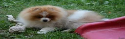 Pomeranian dogs for sale: PACO - Beautiful Pomeranian Boy - Advert 8