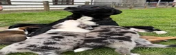 Mixed Breed dogs for sale: Adorable Australian Shepherd cross puppy in Lampeter - Advert 9