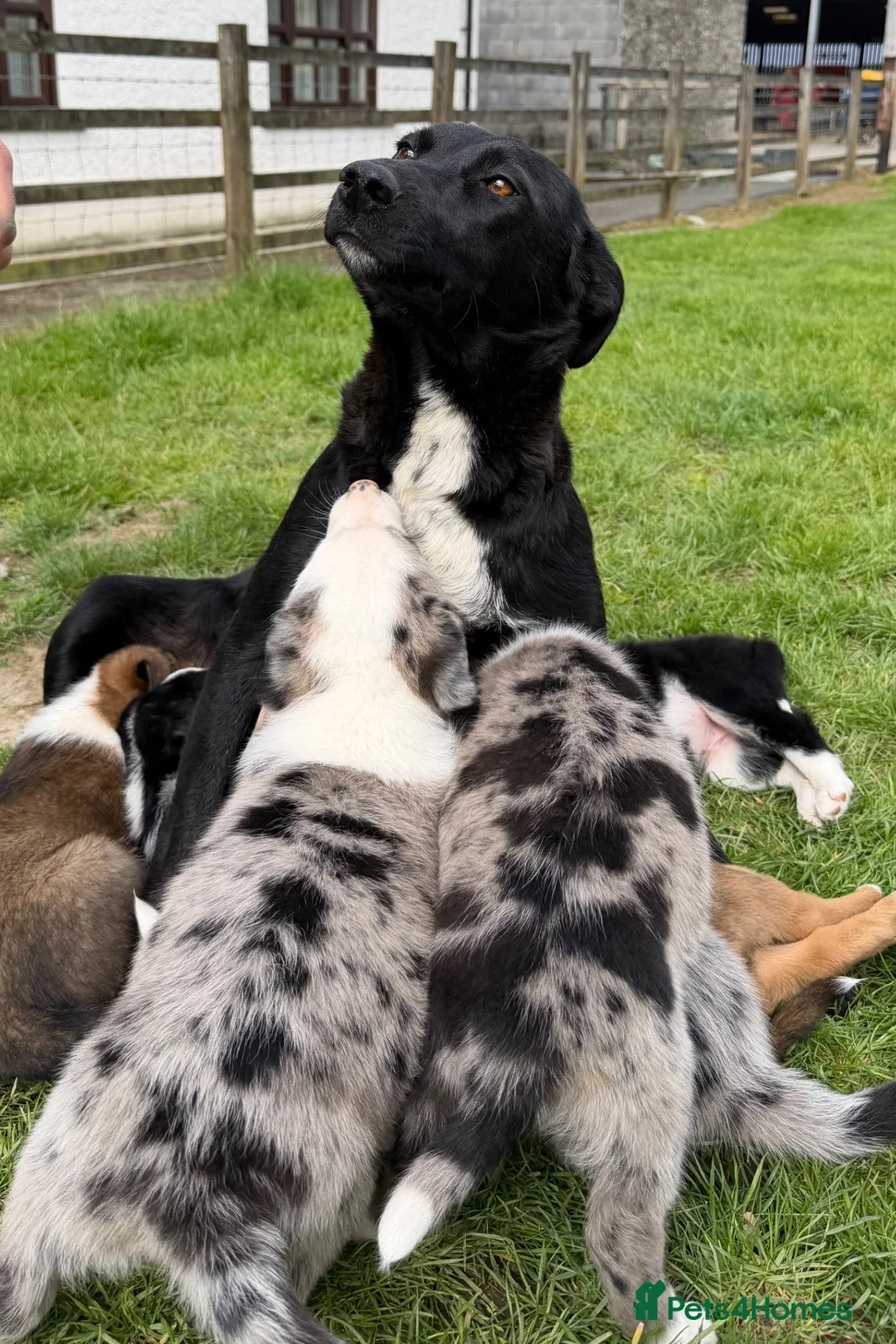 Mixed Breed dogs for sale: Adorable Australian Shepherd cross puppy in Lampeter - Advert 9