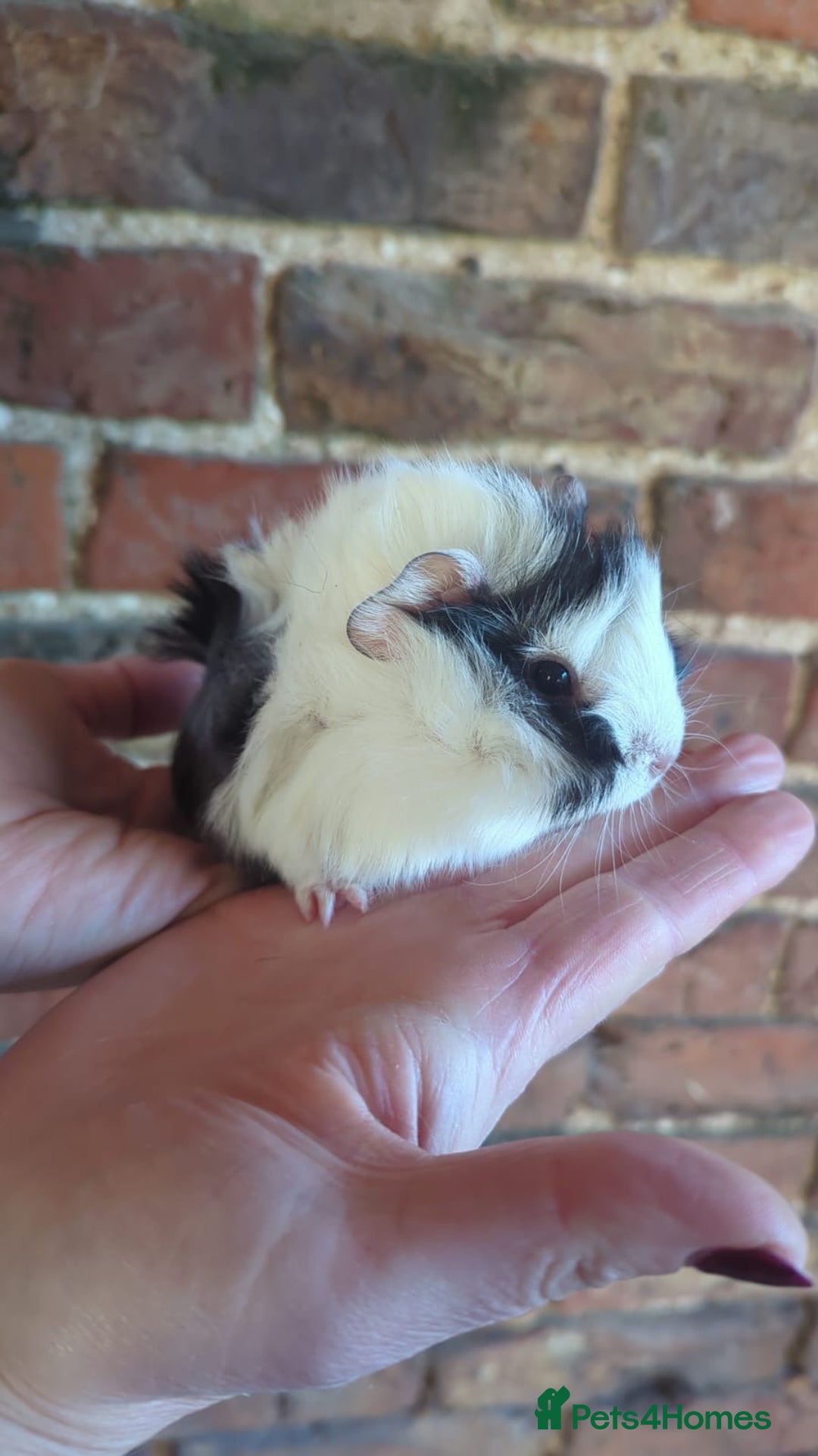 Guinea Pig rodents for sale: Lunkarya x smooth coated guinea pigs for sale - Advert 1