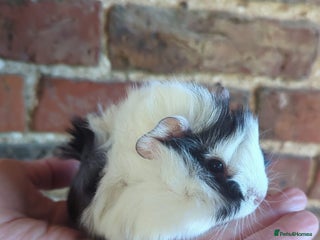 Guinea Pig rodents Lunkarya x smooth coated guinea pigs for sale - Advert 1