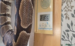 Python Snake reptiles for sale: 3 adult Royal pythons and 4' vivariums  - Image 12