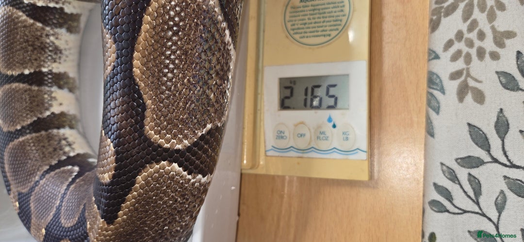 Python Snake reptiles for sale: 3 adult Royal pythons and 4' vivariums  - Image 12
