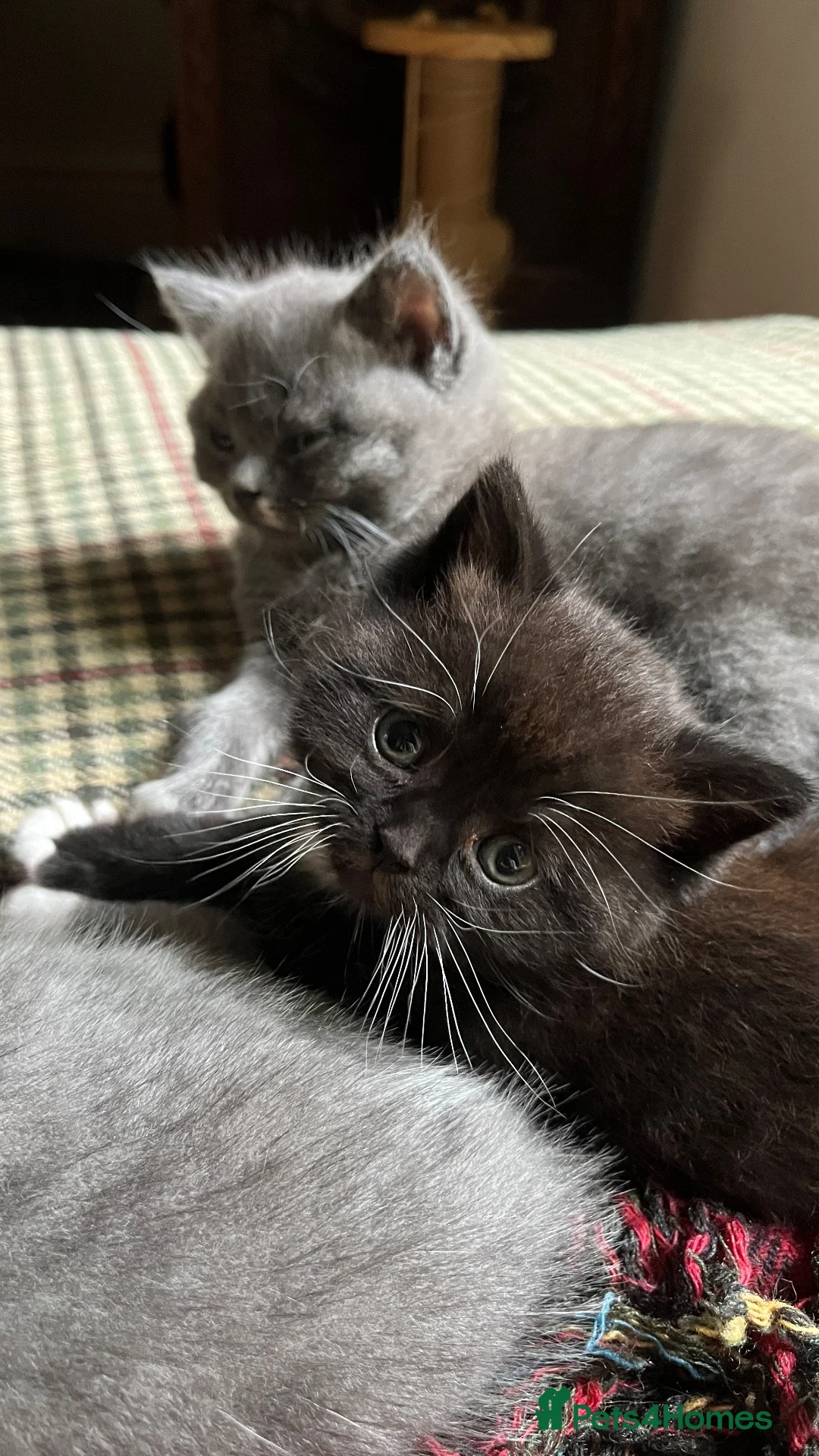 British Shorthair cats for sale: 2 British shorthair girls/ 1 British shorthair mix in Ipswich - Advert 10