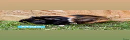 Guinea Pig rodents for sale: Female and male guinea pigs  - Advert 8