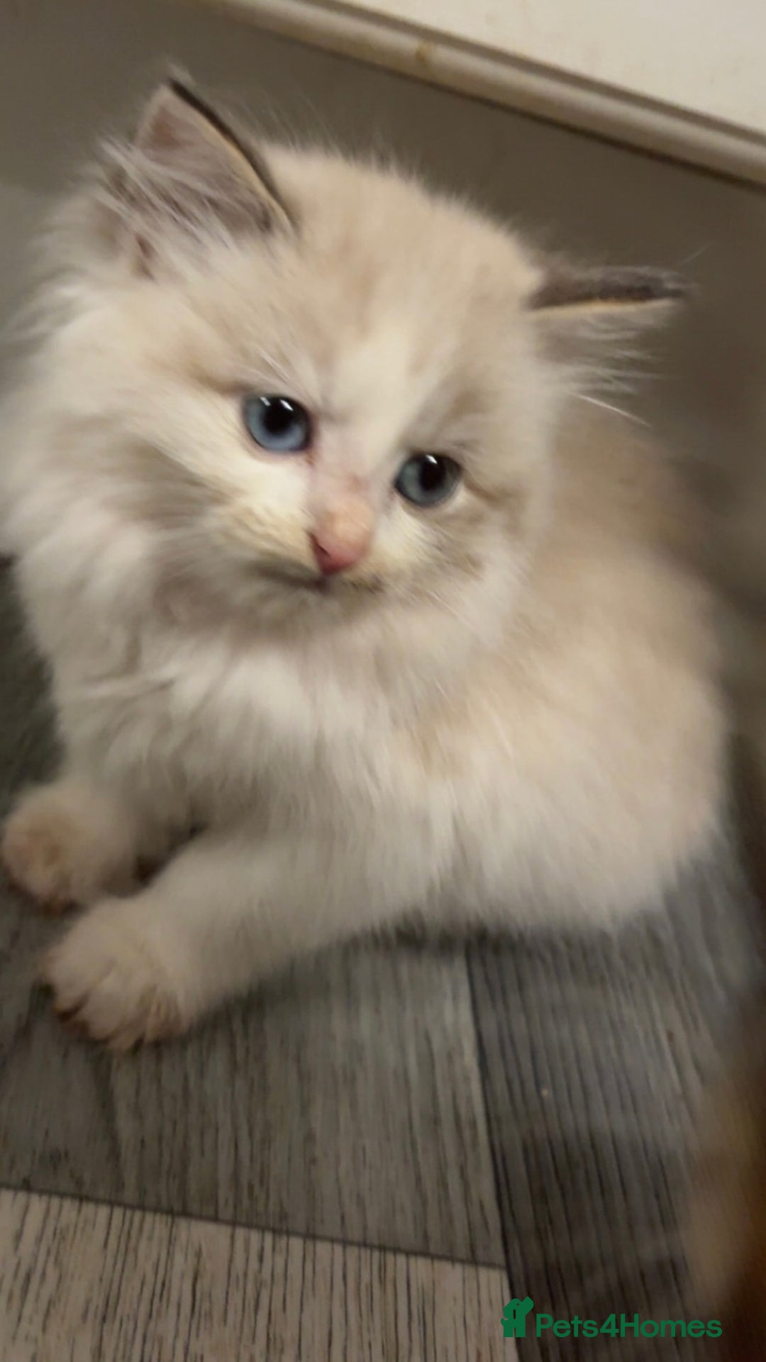 Maine Coon cats for sale: Maine Coon X Kittens - Advert 4