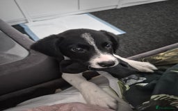 Sprollie dogs for sale: 11 week old male Sprollie - Image 2