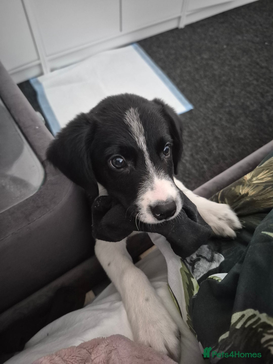Sprollie dogs for sale: 11 week old male Sprollie - Image 2