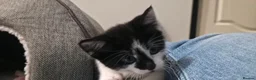 Mixed Breed cats for sale: 7 Adorable kittens ready for their furever home - Advert 15