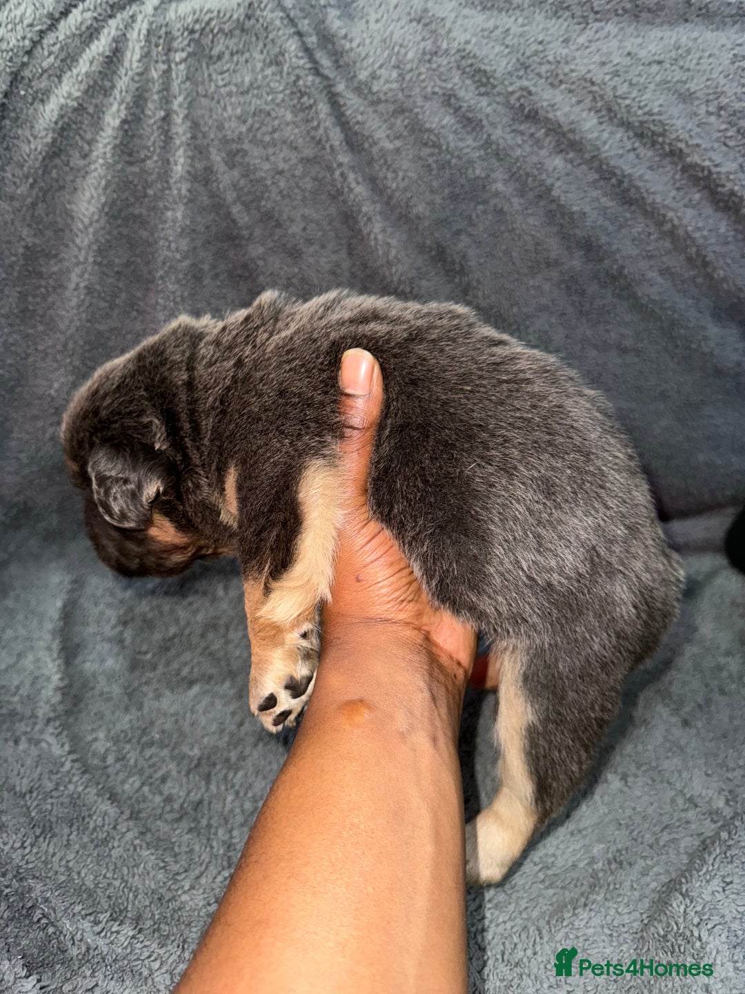 French Bulldog dogs for sale: Lilac & tan fluffies/ **  - Advert 3