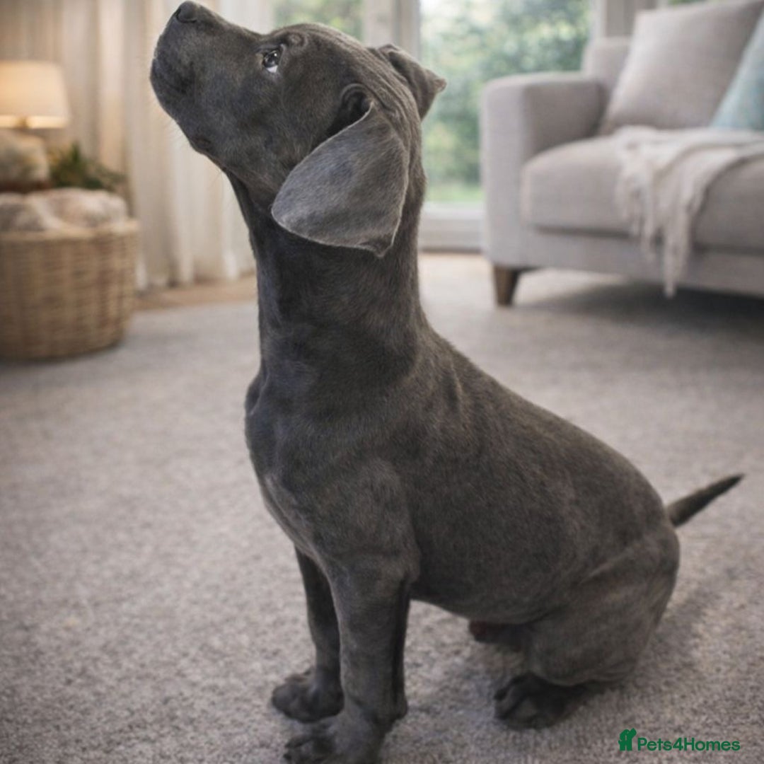 Cane Corso dogs for sale: Last two to go  - Advert 2