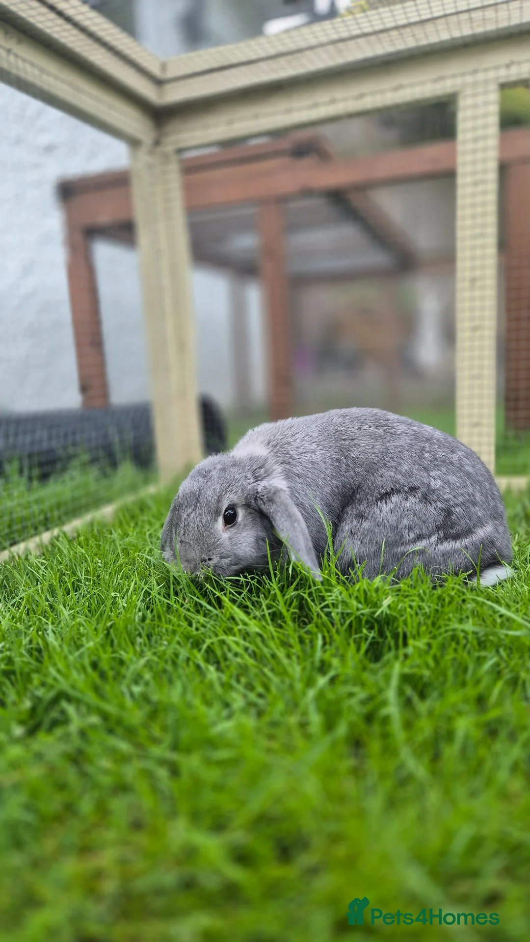 Mini Lop rabbits for sale: Benji Grey, castrated and vaccinated  - Advert 5