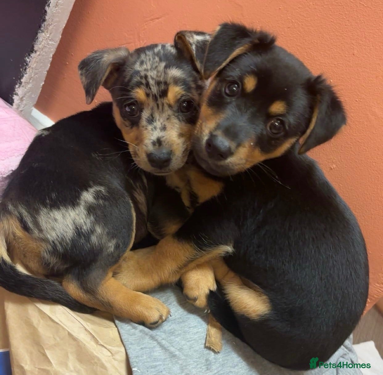 Jack Russell dogs 🐾1 Merle Jack Russell Girl & 1 black & tan boy  - Advert 6