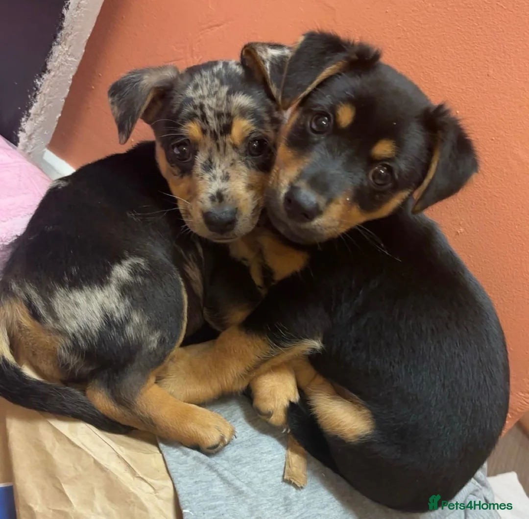 Jack Russell dogs for sale: 🐾1 Merle Jack Russell Girl & 1 black & tan boy  - Advert 1