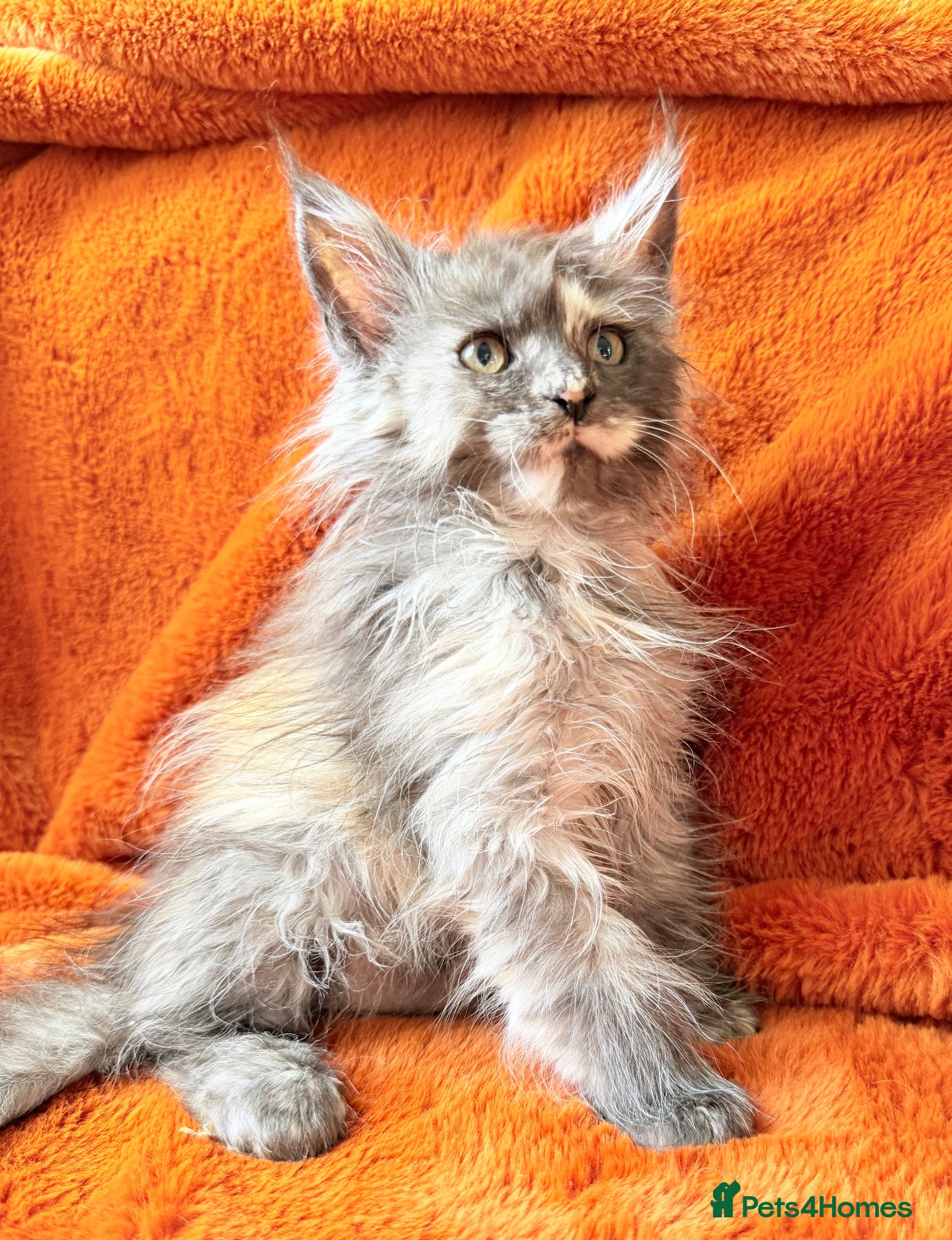 Maine Coon cats for sale: Maine coon kittens READY NOW  - Advert 5