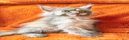 Maine Coon cats for sale: Maine coon kittens READY NOW  - Advert 1