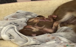 Chihuahua dogs for sale: Chocolate tan tiny girl  - Image 3