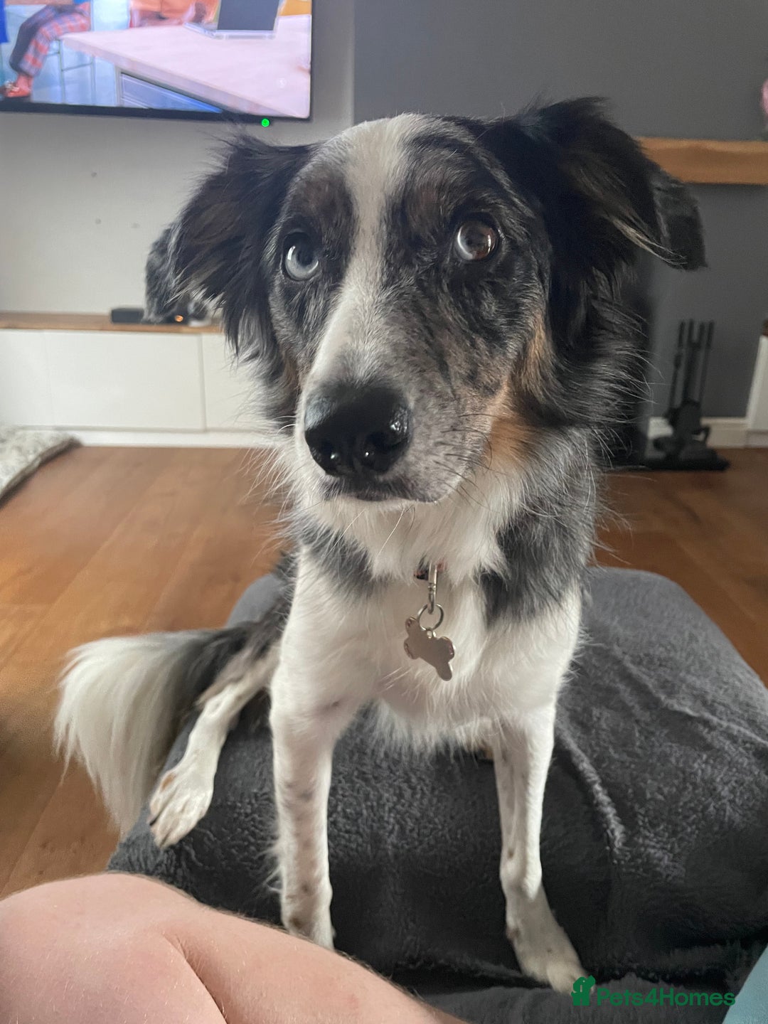 Border Collie dogs for sale: To be rehomed - Merle Border Collie  - Image 2