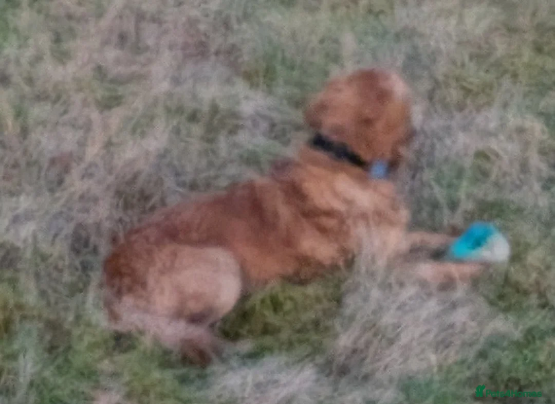 Golden Retriever dogs for stud: Catrigg macadamia (MAX) - Advert 3