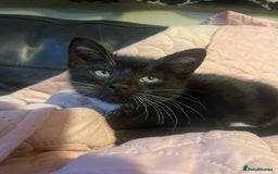 Bengal cats for sale: Pair of part bengal Tuxedo Kittens  - Image 10