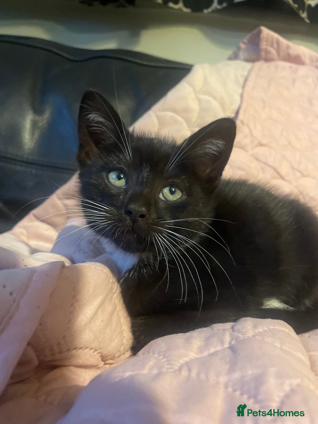 Bengal cats for sale: Pair of part bengal Tuxedo Kittens  - Image 10