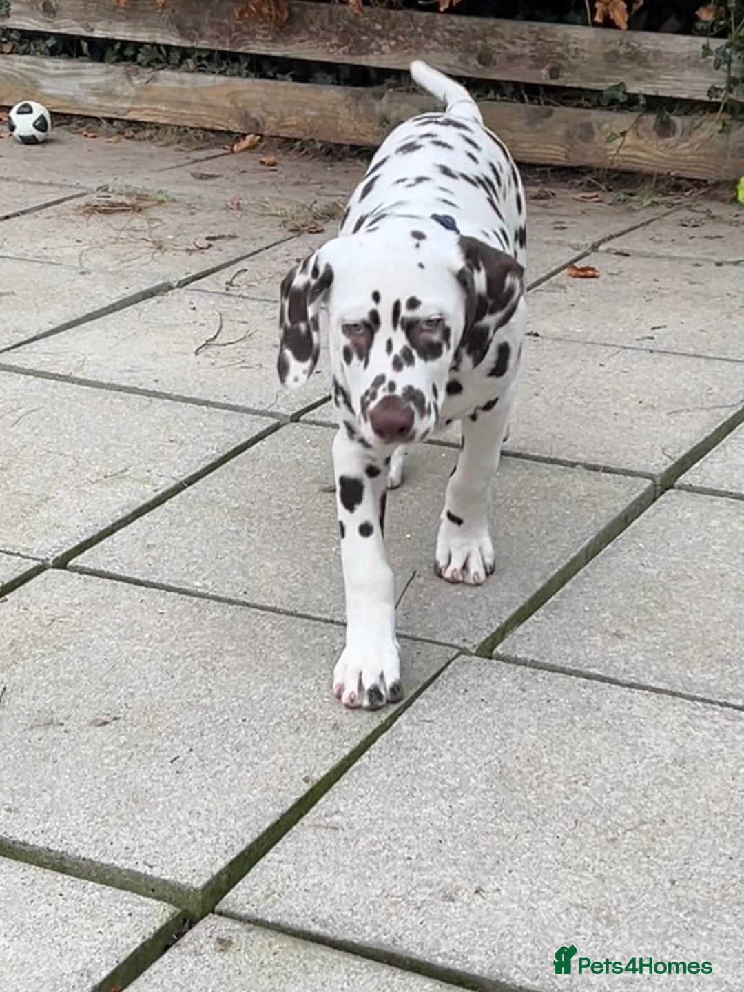 Dalmatian dogs for sale: This is an all liver litter of Dalmatian puppies - Advert 4