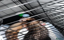 Ferret rodents for sale: 2 Hobs - Image 5