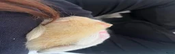 Ferret rodents for sale: Selling baby ferrets  in Kidderminster - Advert 3