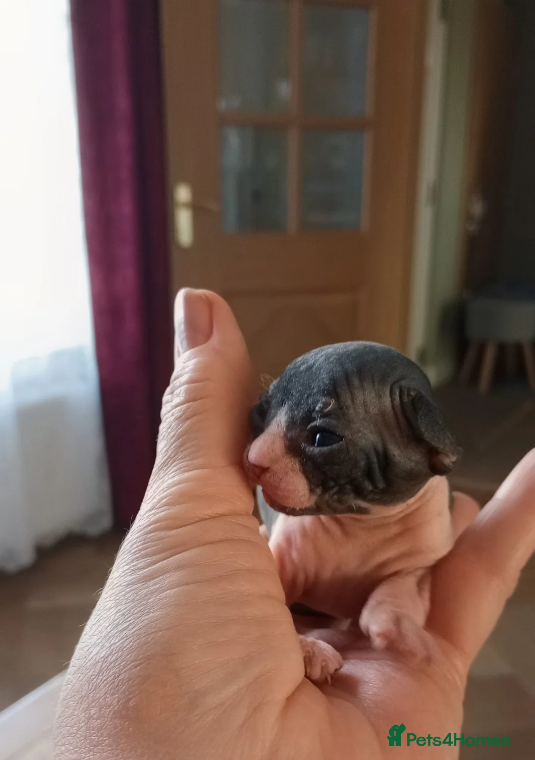 Sphynx cats for sale: Beautiful Sphynx Kittens–2Girls & 2Boys Available in Wolverhampton - Advert 3