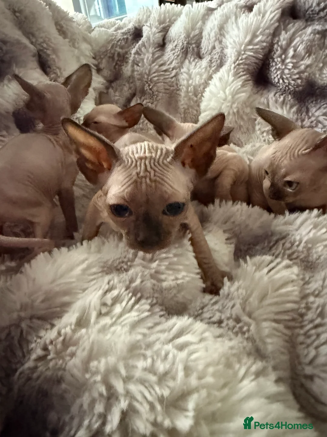 Sphynx cats for sale: Sphynx canadian kittens ready to leave now  - Advert 6