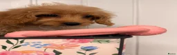 Cavapoo dogs for sale: Cavapoo puppies in Larkhall - Advert 5